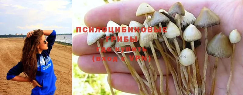 Псилоцибиновые грибы Psilocybine cubensis  нарко площадка как зайти  Карабаново 